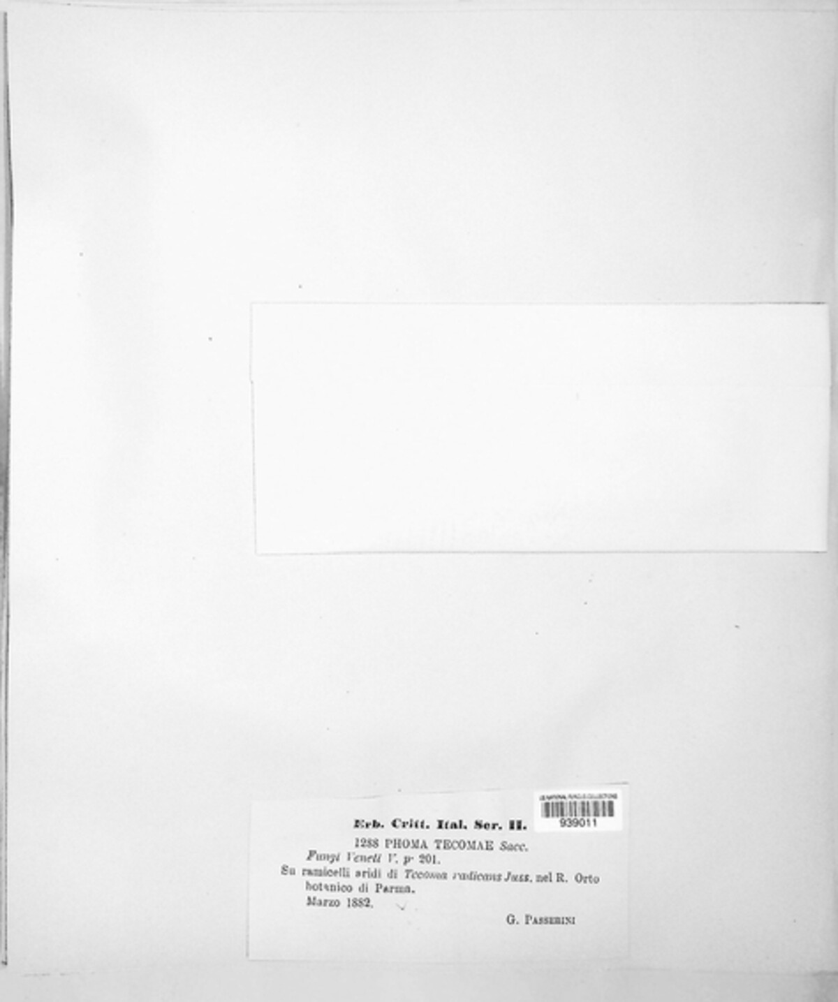 Phomopsis tecomae image